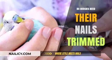 Trimming Budgie Nails: When and How to Do It