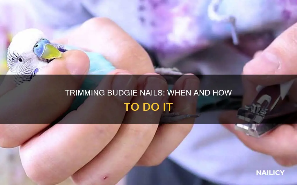 do budgies need their nails trimmed
