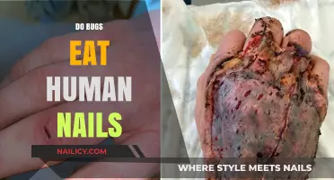 Do Bugs Eat Human Nails? Uncovering the Truth Behind This Odd Question