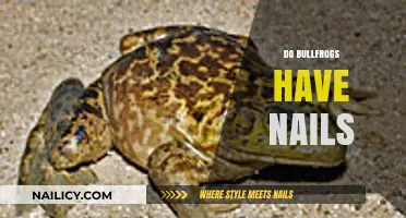Do Bullfrogs Have Nails? Unveiling the Truth About Their Unique Feet