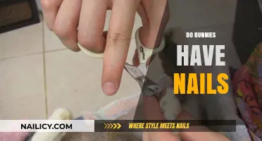 Do Bunnies Have Nails? Uncovering the Truth About Rabbit Claws
