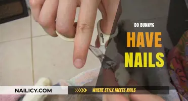 Do Bunnies Have Nails? Uncovering the Truth About Rabbit Claws