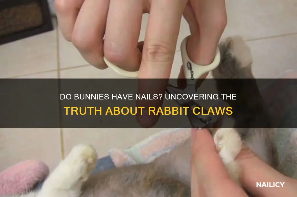do bunnys have nails