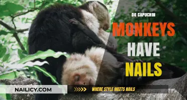 Capuchin Monkeys: Unveiling the Truth About Their Nails