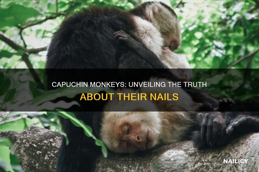do capuchin monkeys have nails