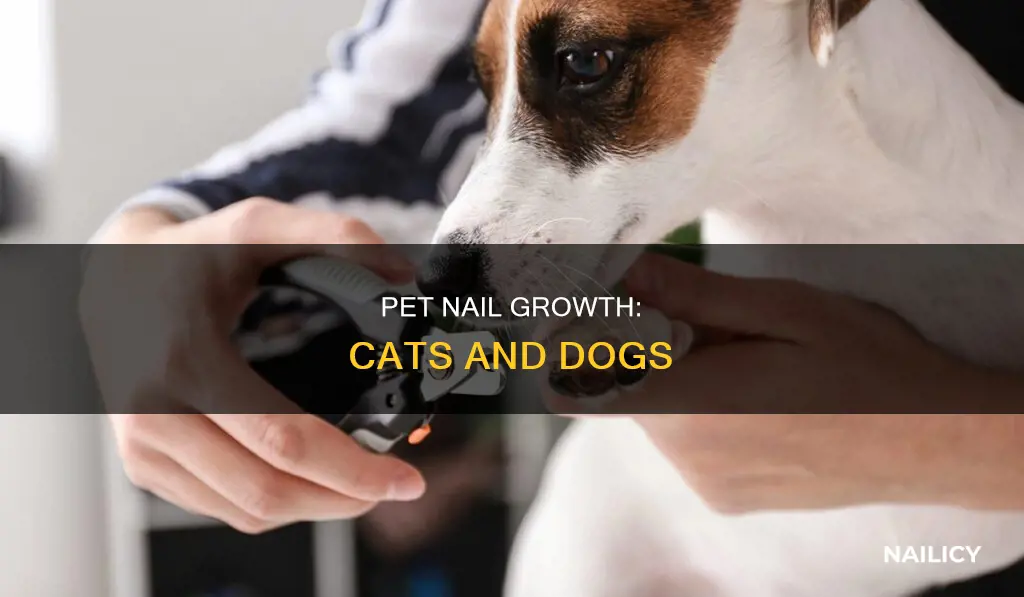 do cat and dog nails grow