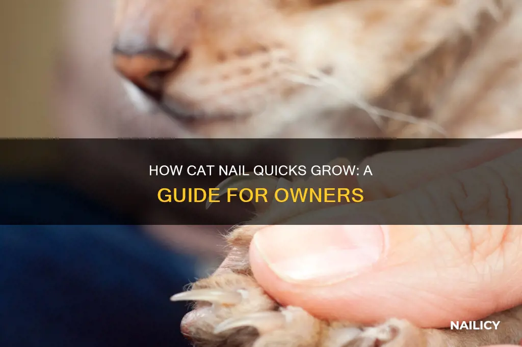 do cat nail quicks grow