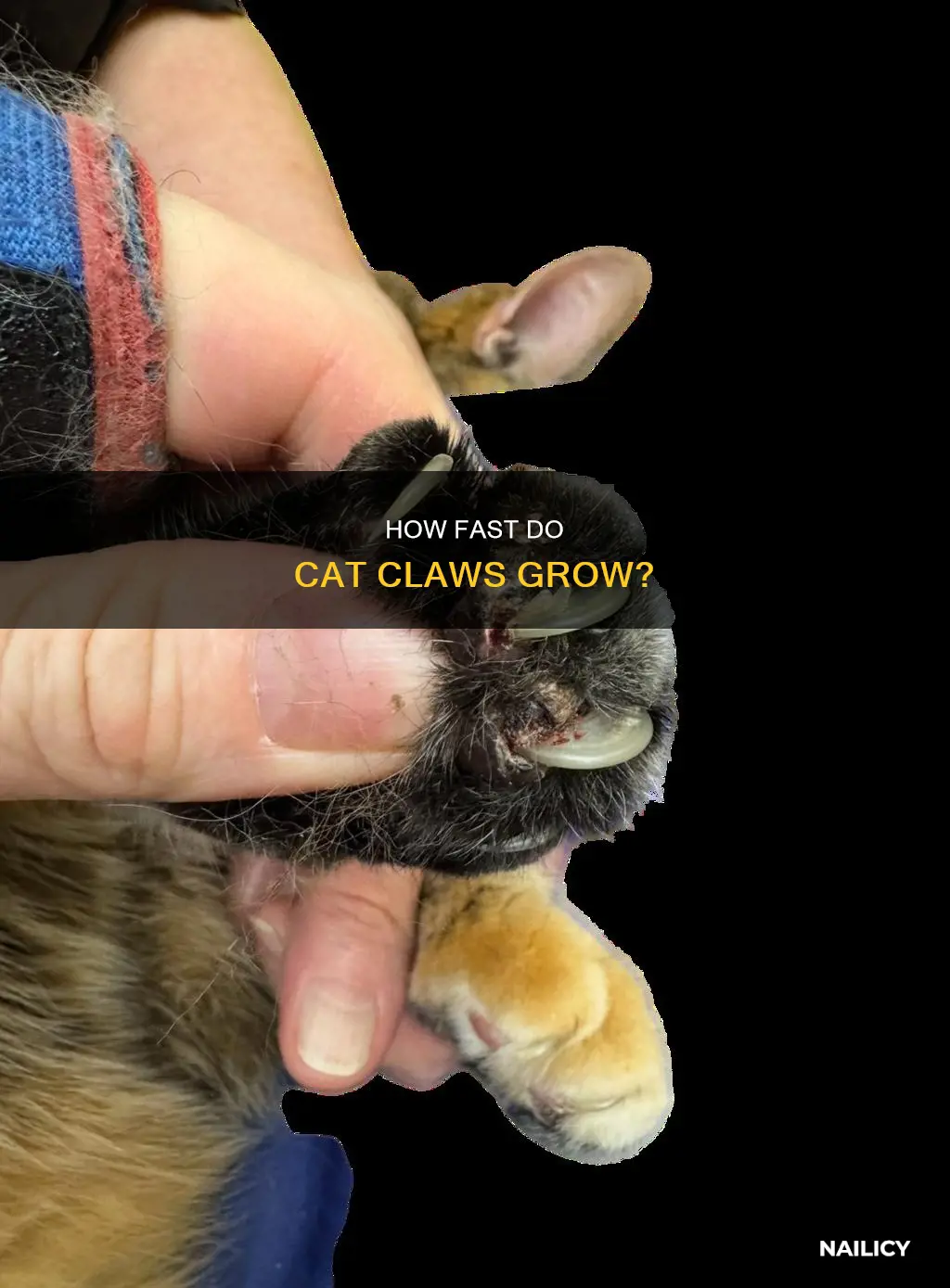 do cat nails grow at different rates