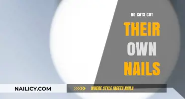 How Cats Maintain Their Nails Without Human Help