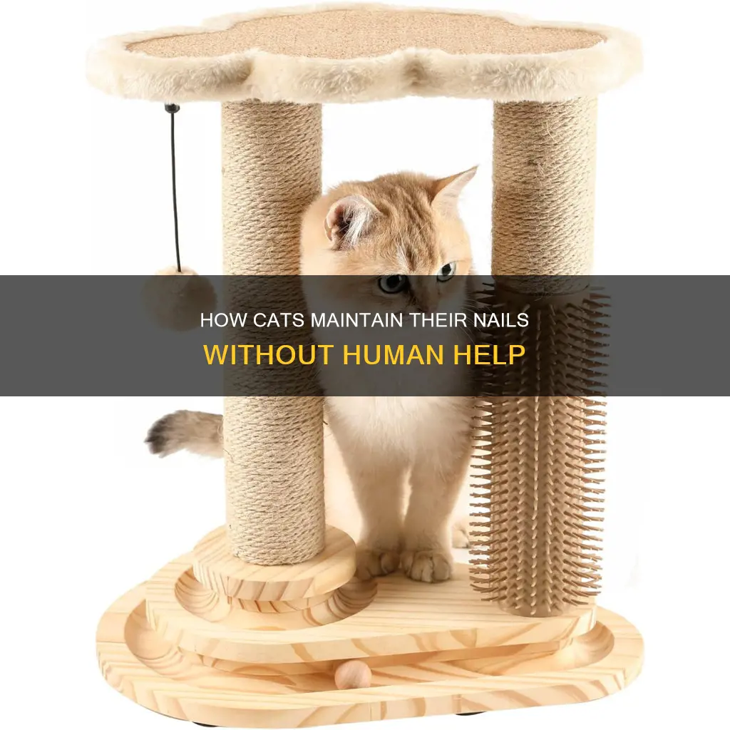 do cats cut their own nails