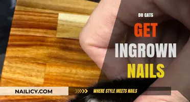 Feline Foot Care: The Concern of Ingrown Nails in Cats