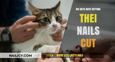 Feline Discomfort: The Truth About Cats and Nail Trimming