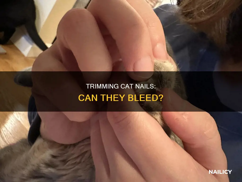 do cats nails bleed if cut too short