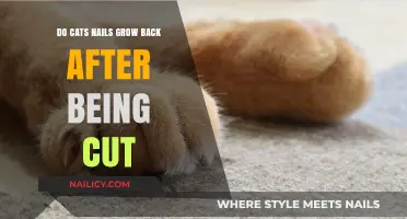 Do Cat Claws Grow Back After Trimming?