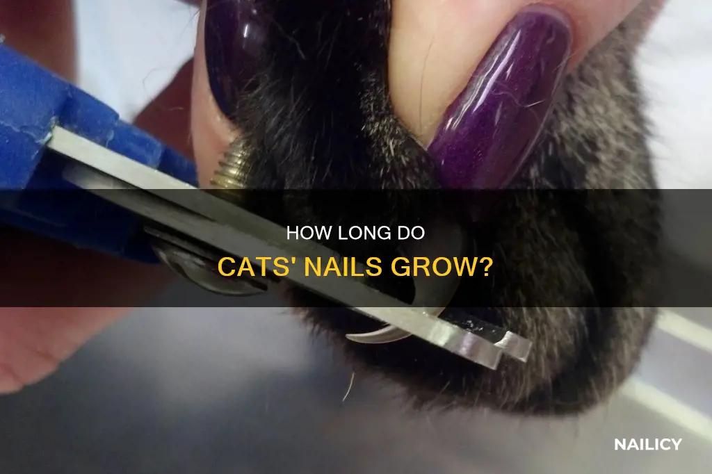 do cats nails stop growing