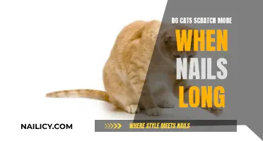 Why Long Nails Make Cats Scratch More