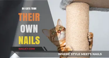 How Cats Maintain Their Nails Without Human Help