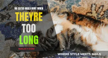 Cat Claw Care: Painful Nails and Trimming Tips