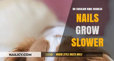 Cavalier King Charles: Slow Nail Growth?