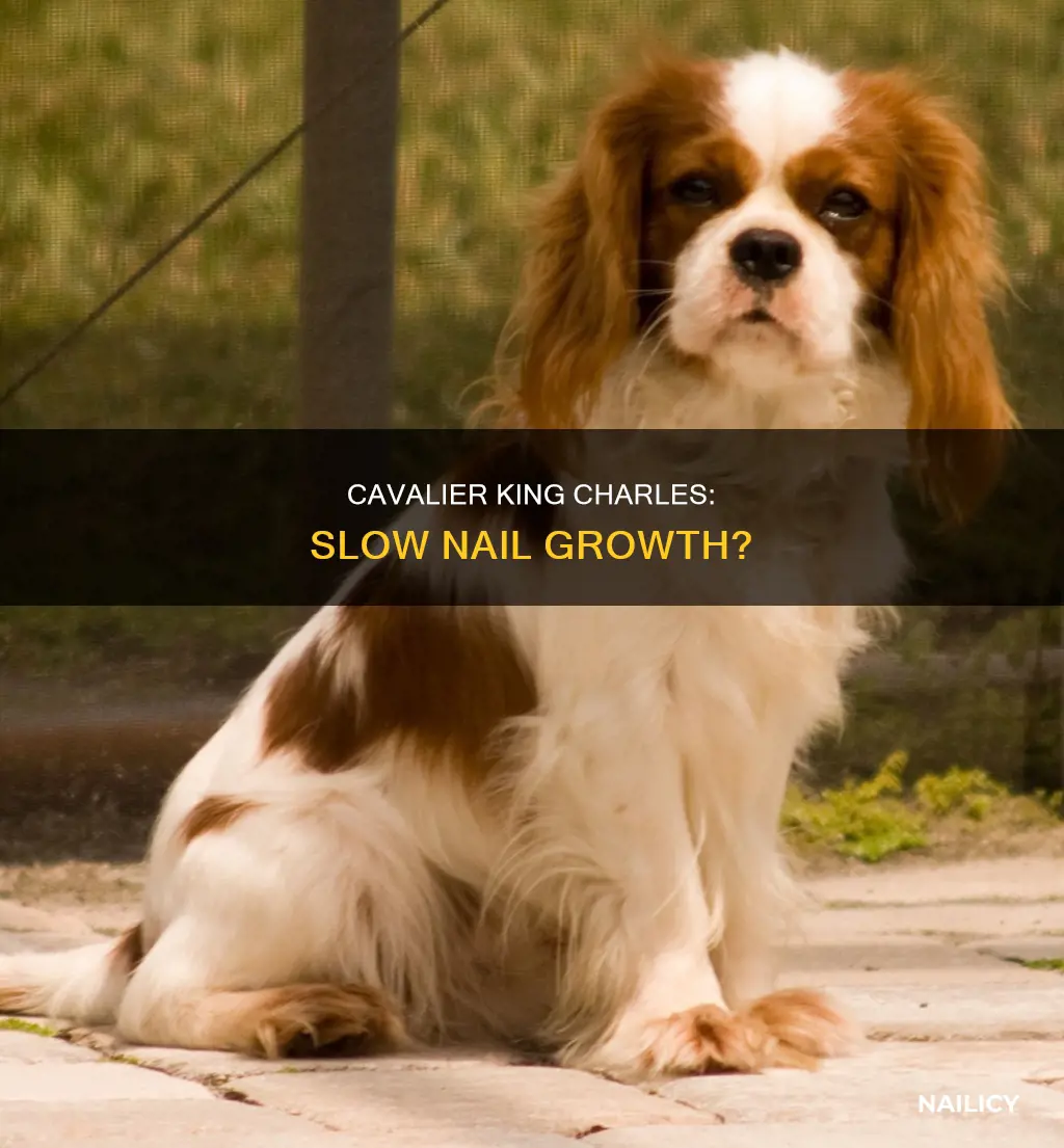 do cavalier king charles nails grow slower