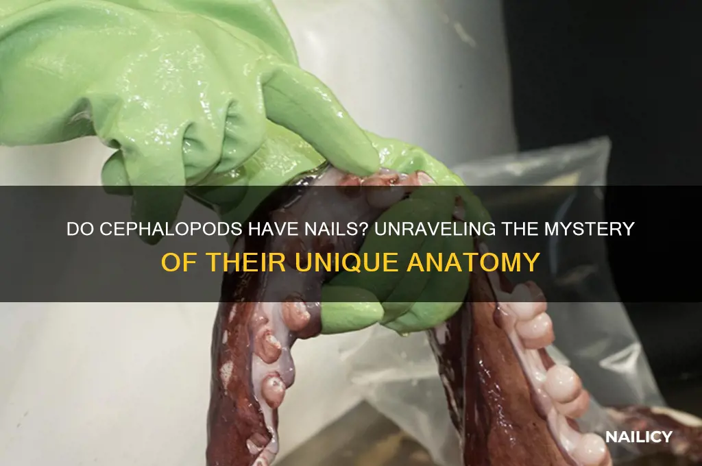 do cephalopods have nails
