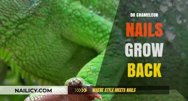 Chameleon Nails: Regrowth and Transformation