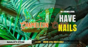 Chameleons' Unique Feet: Do They Have Nails or Claws?
