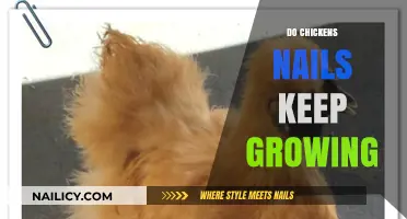 How to Keep Your Chicken's Nails Trimmed and Healthy