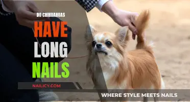 Chihuahuas' Nails: How Long is Too Long?