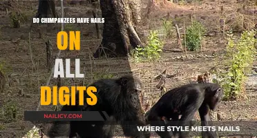 Chimpanzee Digit Anatomy: Do All Fingers and Toes Have Nails?