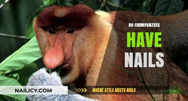 Chimpanzees' Unique Digits: Exploring Their Nails vs. Human Fingernails