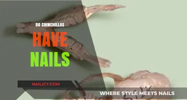 Chinchillas' Nails: Understanding Their Unique Paw Anatomy and Care