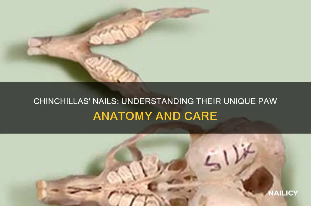 do chinchillas have nails