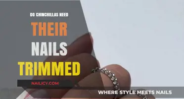 Trimming Nails: An Essential Part of Chinchilla Care