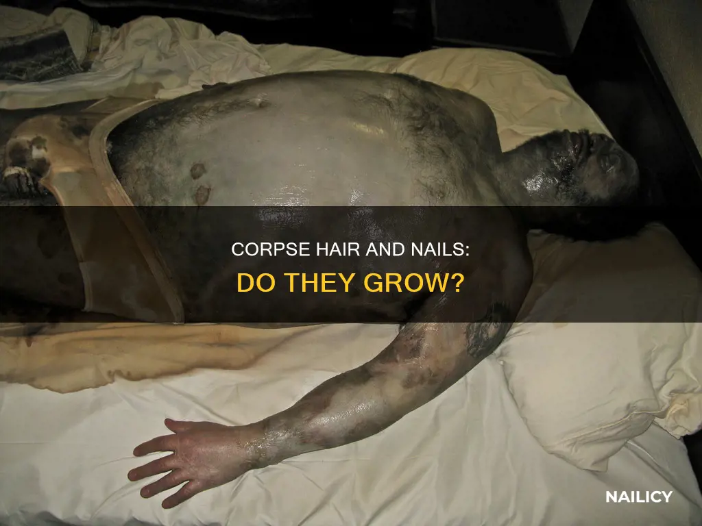 do corpses grow hair and nails