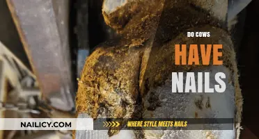 Unveiling the Truth: Do Cows Have Nails or Hooves?