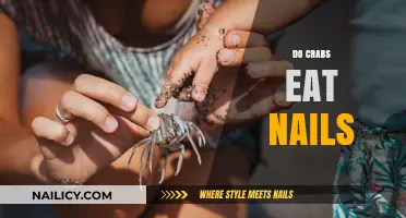 Do Crabs Eat Nails? Unraveling the Truth Behind This Odd Myth