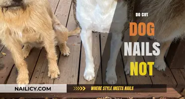 How to Safely Trim Your Dog's Nails