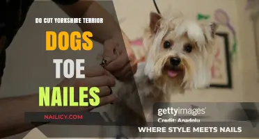 Yorkshire Terriers: Trimming Their Toenails