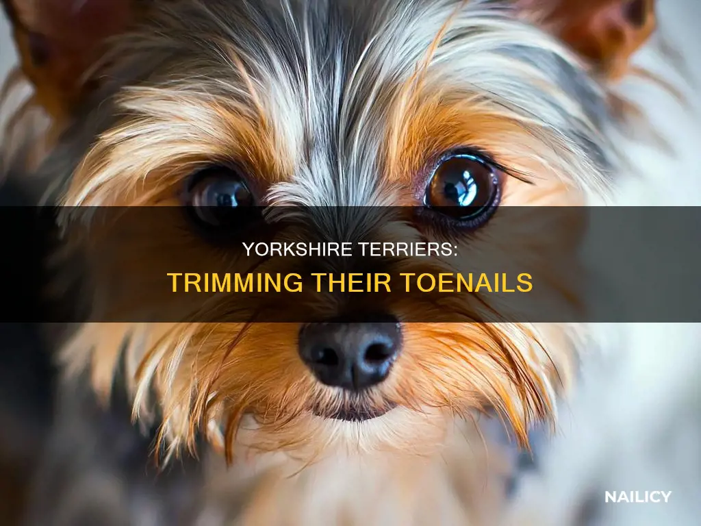 do cut yorkshire terrior dogs toe nailes