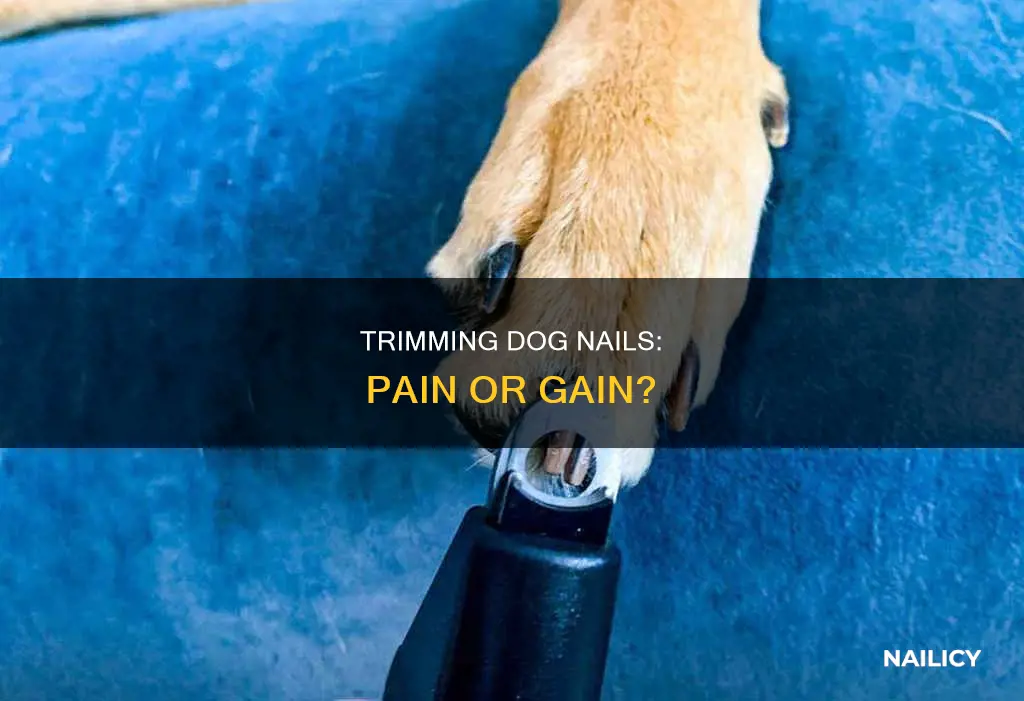 View of Trimming Dog Nails: Pain Or Gain? | Nailicy