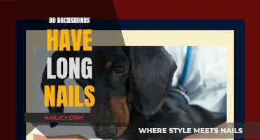 Dachshunds' Nails: How Long is Too Long?