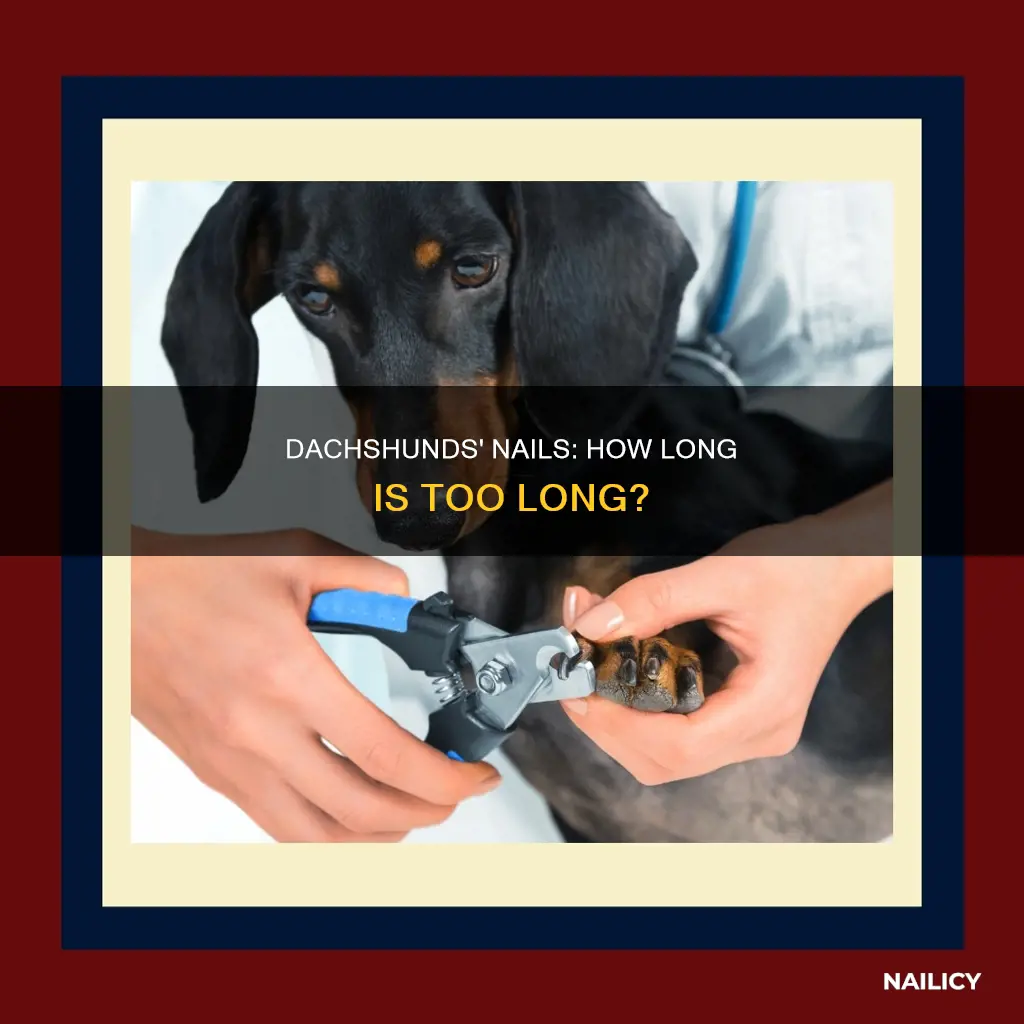 do dachshunds have long nails