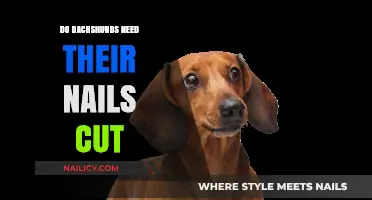 Dachshunds' Nails: To Cut or Not to Cut?