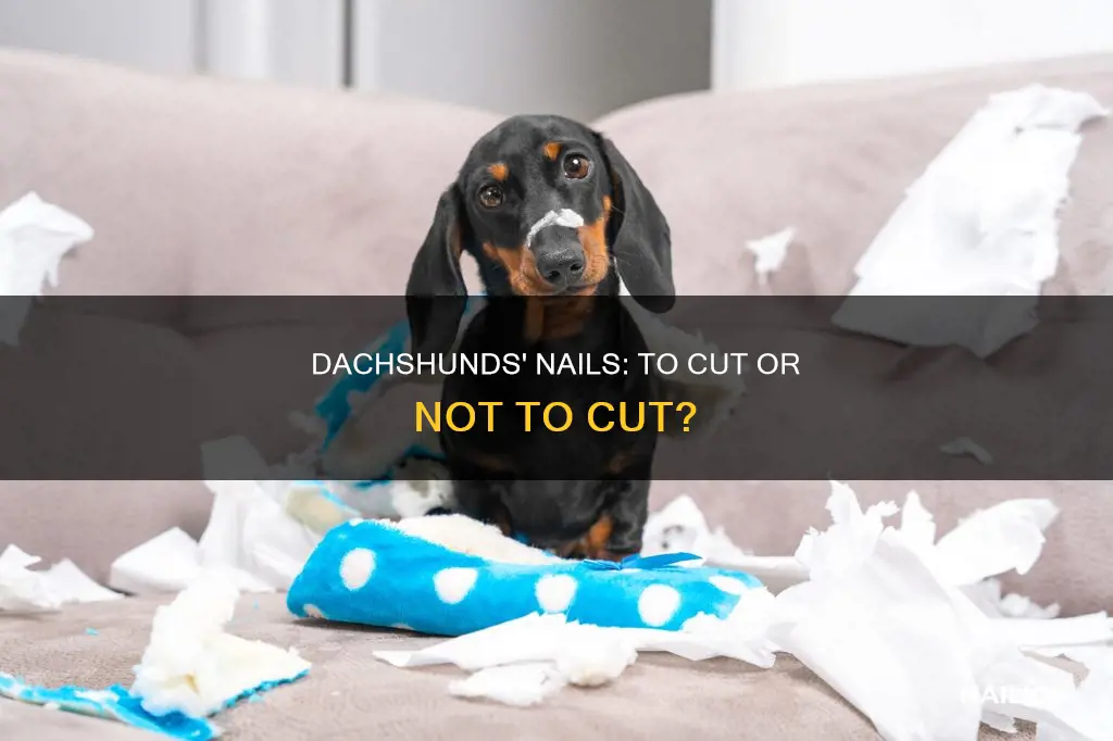 do dachshunds need their nails cut