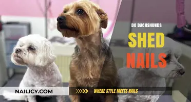 Do Dachshunds Shed Nails? Understanding Your Doxie's Nail Health