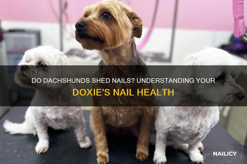 do dachshunds shed nails