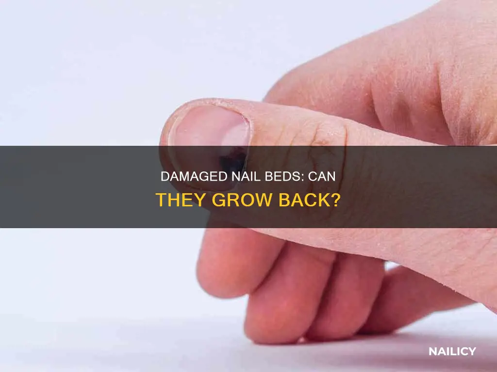 do damaged nail beds grow back