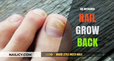 Detached Nails: Can They Regrow?