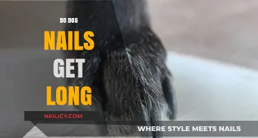 Paws and Reflect: The Surprising Truth About Canine Nail Growth